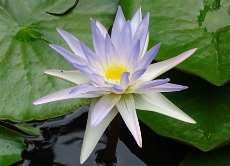 This particular flower garden uses an awesome color scheme with only the brightest flowers. Free picture: flower, leaf, lotus, flora, garden, nature ...