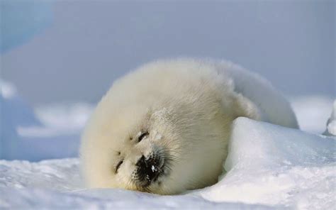Japanese White Baby Seal Wallpapers Top Free Japanese White Baby Seal