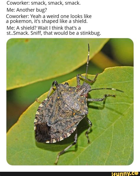 Stinkbug Memes Best Collection Of Funny Stinkbug Pictures On Ifunny