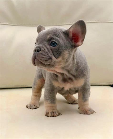 Chicago — paws chicago is partnering with the chicago french bulldog rescue to help care for a group of dogs who were rescued by chicago chicago french bulldog rescue is now working with royal jordanian airlines on transferring ownership and will facilitate adoptions once they finish. 4 PERFECT little French bulldog puppies | Cardiff, Cardiff ...