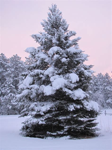 Snow Covered Pine Aglow Winter Scenery Winter Landscape Winter Scenes