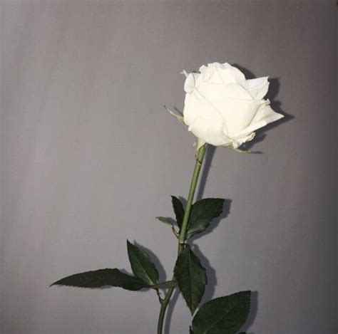 One White Rose Aesthetic Roses White Roses Rose Tumblr