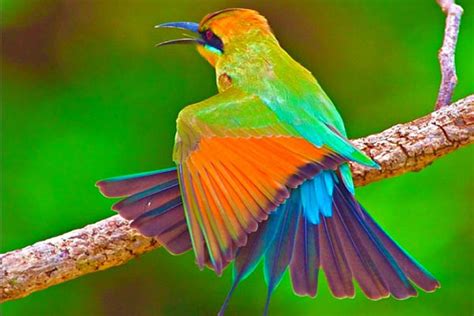 My only association with the phrase bird is the word is from the old song surfin' bird by the trashmen. Top 10 Most Beautiful Birds Wallpapers