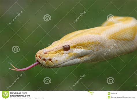 Burmese Python Snake Stock Image Image Of Albino Black 7395879