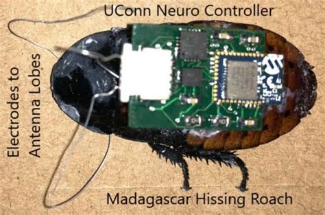 Search And Rescue Cyborg Cockroaches Are Now A Thing
