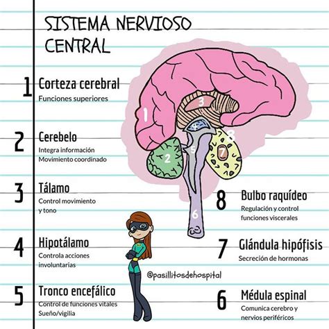 Sistema Nervioso Central Y Sus Principales Funciones