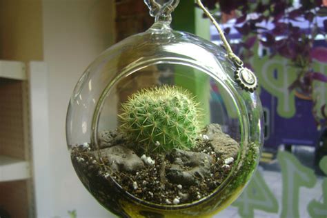 desert treasure  cactus gift ideas