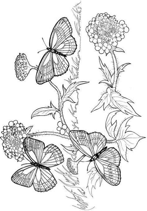 Coloriage de papillon 1140  Butterfly coloring page, Coloring pages