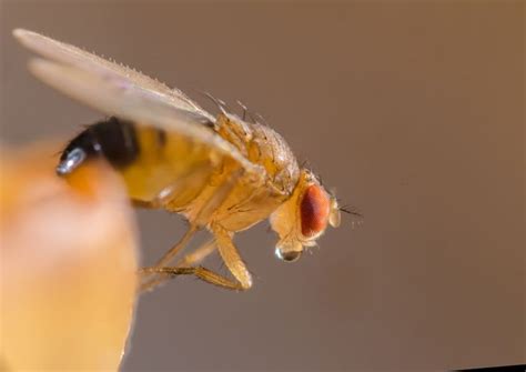 Fruit Flies Are A Summer Annoyance Try These Tricks To Prevent And