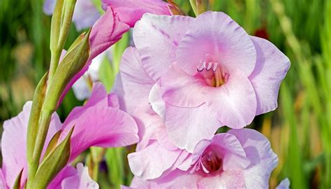 Check spelling or type a new query. Flowers That Represent Strength And Happiness / Mother S ...