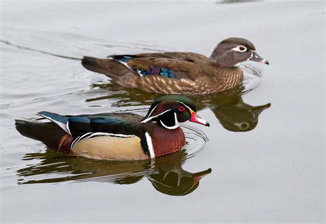 State Waterfowl Of Mississippi Wood Duck