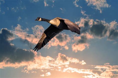 Canada Goose Flying In The Clouds Above A Sunset Sky Stock Photo