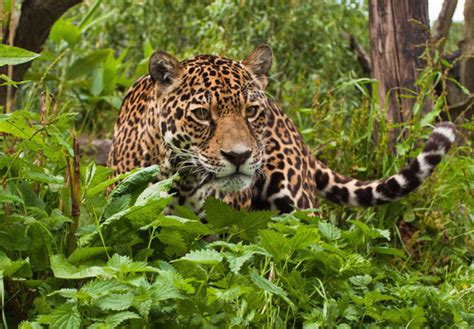 Tropical rainforests can be found in central america, south america. Animals and Plants - Tropical Rainforest