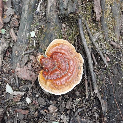 Reishi Mushroom Ganoderma Lucidum Mayernik Kitchen