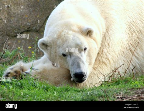 Mature Male Polar Bear Ursus Maritimus Chilling Out Paws Folded