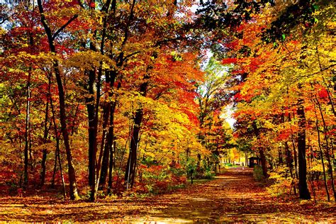 Tapety slunečnímu záření krajina Příroda dřevo větev cesta jaro strom podzim rostlina