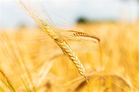Autumn Landscape Of Golden Wheat Field Stock Image Image Of Harvest