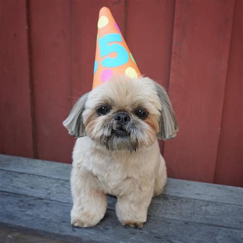 8 Cutest And Most Hilarious Dog Haircuts For Your Inspiration