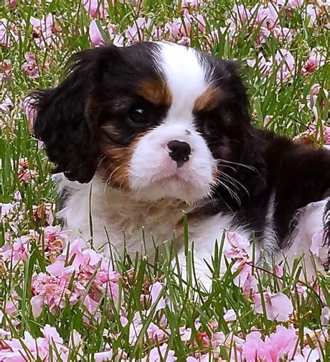 Cavalier king charles spaniel puppies for sale. King Charles Cavalier Spaniel Puppy | Puppies