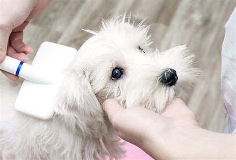 How To Help A Dog Relieve Itchiness After A Surgery Cuteness