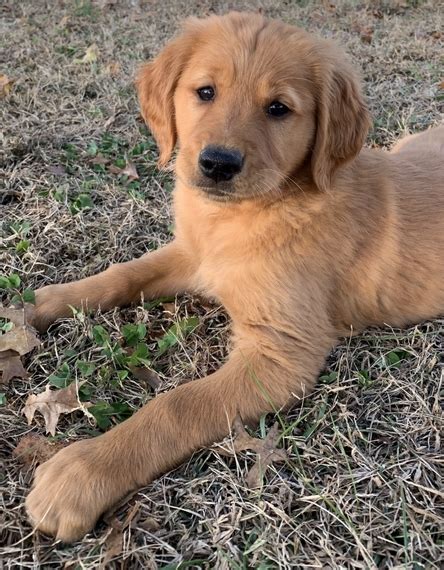 Although the aim is to have the miniature golden retriever look just like a smaller version of a golden retriever, there will be variance in the coats because it is a mixed dog breed. Darci Golden Retriever Puppy 623845 | PuppySpot