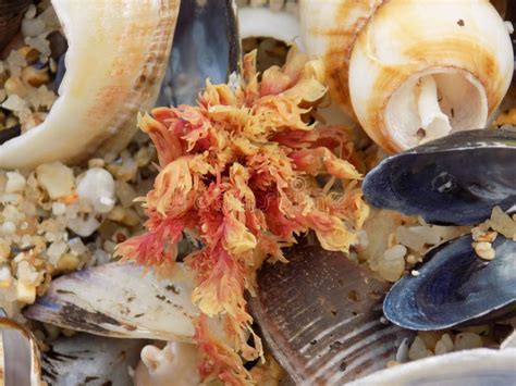 Bright Orange Red Seaweed Nestled Amongst Beach Shells Stock Image