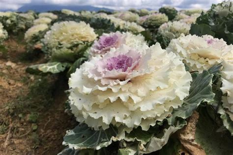Should i remove dead flowers from the cactus? Tired of usual flowers? Try cabbage roses this Valentine's ...