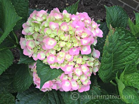 Maintaining Mopheads Tips On Growing Hydrangeas
