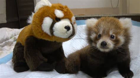 First Born Baby Red Pandas