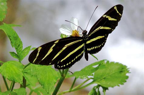 Zebra Longwing Butterfly Photograph By Chris Kusik