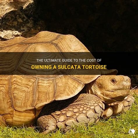 The Ultimate Guide To The Cost Of Owning A Sulcata Tortoise Petshun