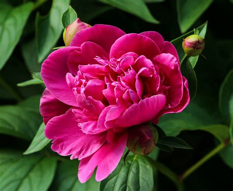Japan has significant peony culture due to its influence from china. Tips for Taking Care of Peonies » Blooms Today