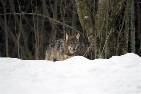 The Grey Wolf Or Gray Wolf Canis Lupus Emerges From The Forest In Heavy