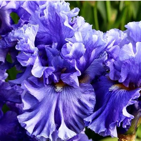 Everything beautiful.a place to escape. Absolutely gorgeous! 💜 | Iris flowers, Beautiful flowers ...