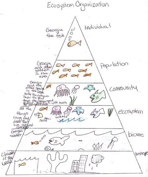 Ecosystem Pyramid Student Work My Science Box Science Biology