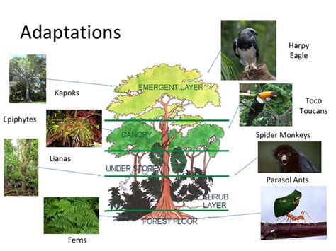 Adaptations To The Tropical Rainforest Presentation In Gcse Geography Get Revising