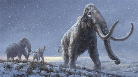 Back From Extinction Company Tries To Bring Back Woolly Mammoth Youtube