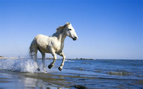 Wallpaper Of Animals A White Horse Running In The Seawater Free