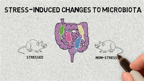 How Stress Is Related To Gut Microbiota Youtube