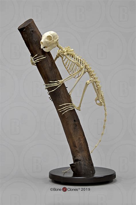 Aye Aye Skeleton Articulated Bone Clones Inc Osteological
