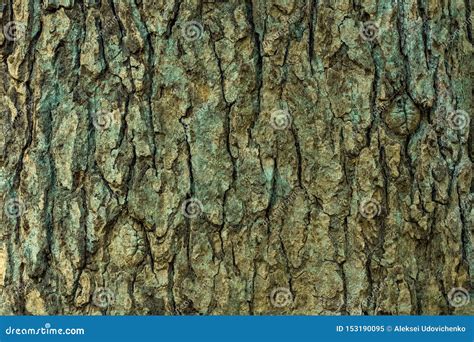 Texture Of The Tree Bark In Close Up Stock Image Image Of Natural