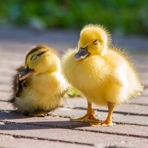 Baby Ducks In The Sun Photograph By Stephanie Hayes Fine Art America