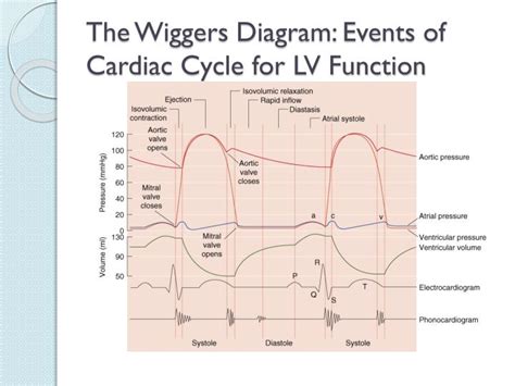 What Is Lv Heart Function Literacy Basics