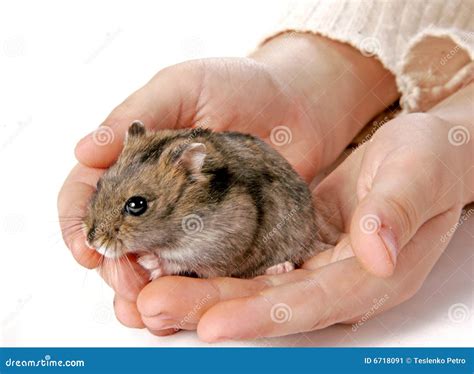 Hamster In Hands Stock Image Image 6718091