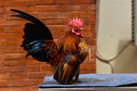Serama Chicken Breed 101 Complete Care Guide 2023