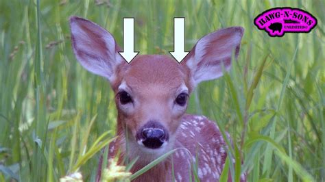 How To Determine If A Whitetail Deer Fawn Is A Buck Or Doe Trophy