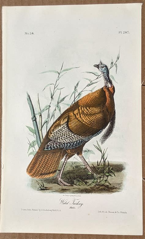 audubon octavo print wild turkey plate 287 2nd edition audubon prints