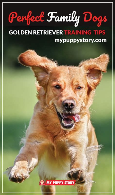 Golden retrievers learn well through games. Training Your Golden Retriever - My Puppy Story Dog ...