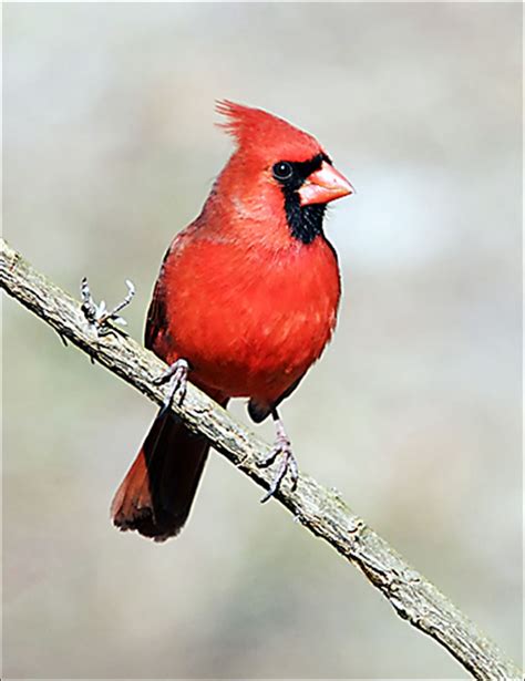 Bird In Everything Northern Cardinal Bird