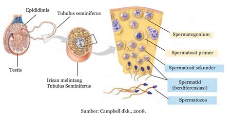 Check spelling or type a new query. Skema Spermatogenesis dan Oogenesis pada Manusia beserta ...